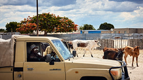 Ein Jeep steht vor einem Landwirtschaftlichen Hof mit einigen Kühen.