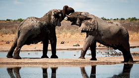 Zwei Elefanten stehen sich an einer Wasserstelle gegenüber und überkreuzen ihre Rüssel.