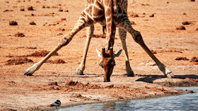 Eine Giraffe staht an einer Wasserstelle und beugt den Kopf zum Trinken.